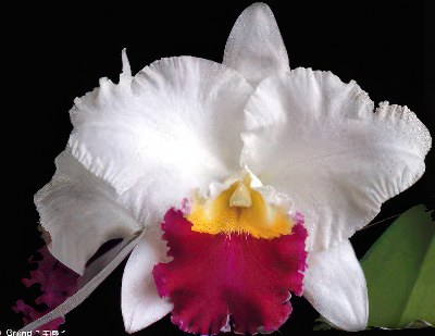 Lc. Orglade's Grand 'Tian Mu'x Lc. Me Lady Fair Taida Beauty