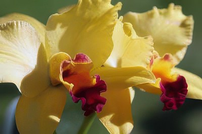 Lc. Tokyo Magic 'ORCHIS'