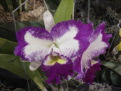 Lc. White Spark "Little Panda"