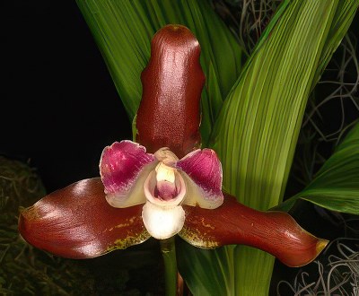 Lycaste macrophylla