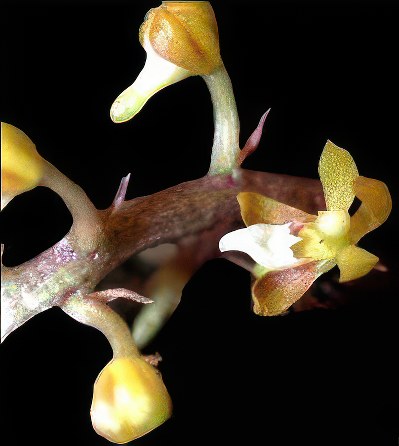 Maleola baliensis