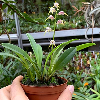 Masdevallia abbreviata