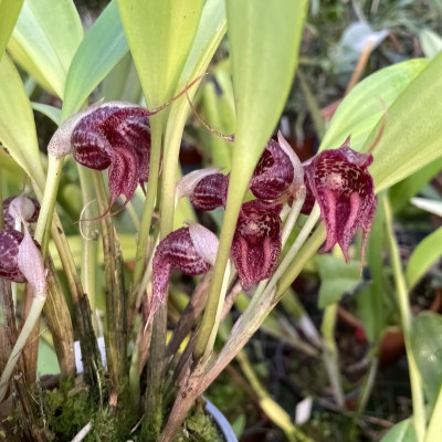 Masdevallia cerastes