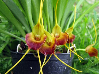 Masdevallia curtipes