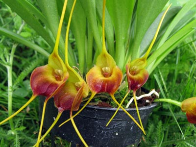 Masdevallia curtipes