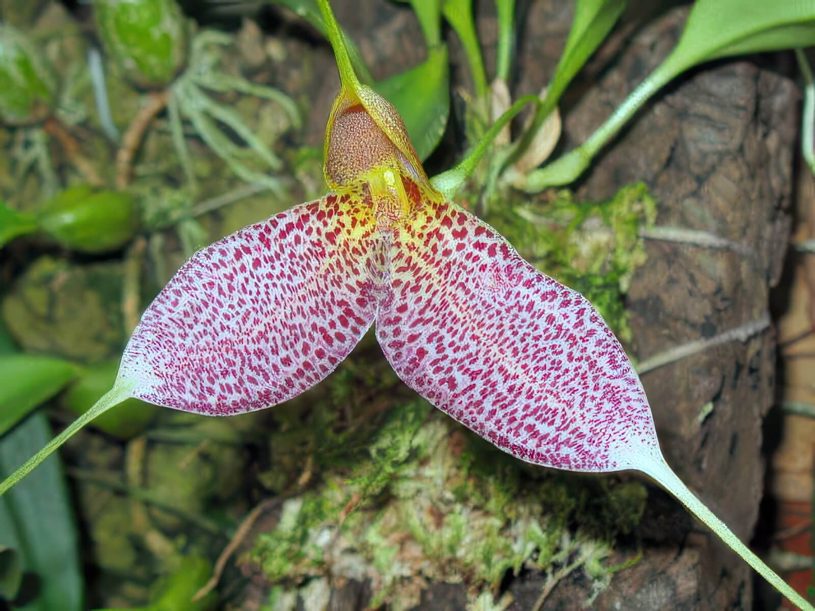 Masdevallia decumana