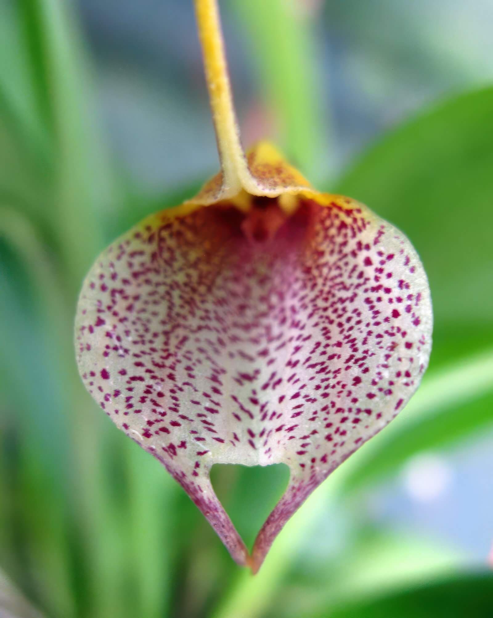 Masdevallia floribunda