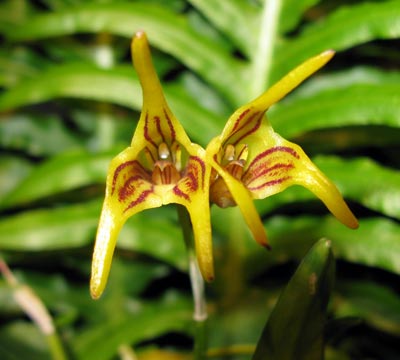 Masdevallia garciae