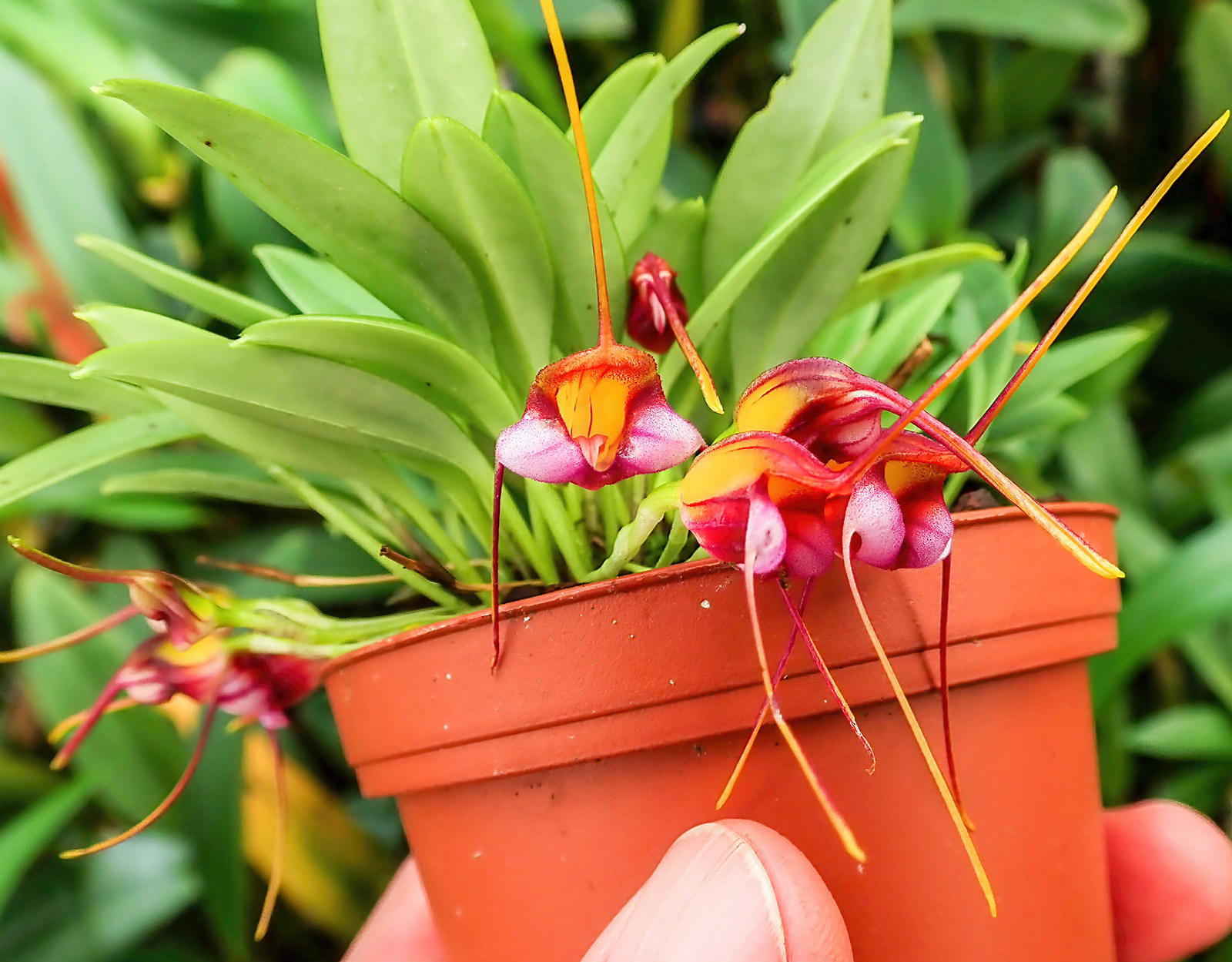 Lepanthes caprimulgos