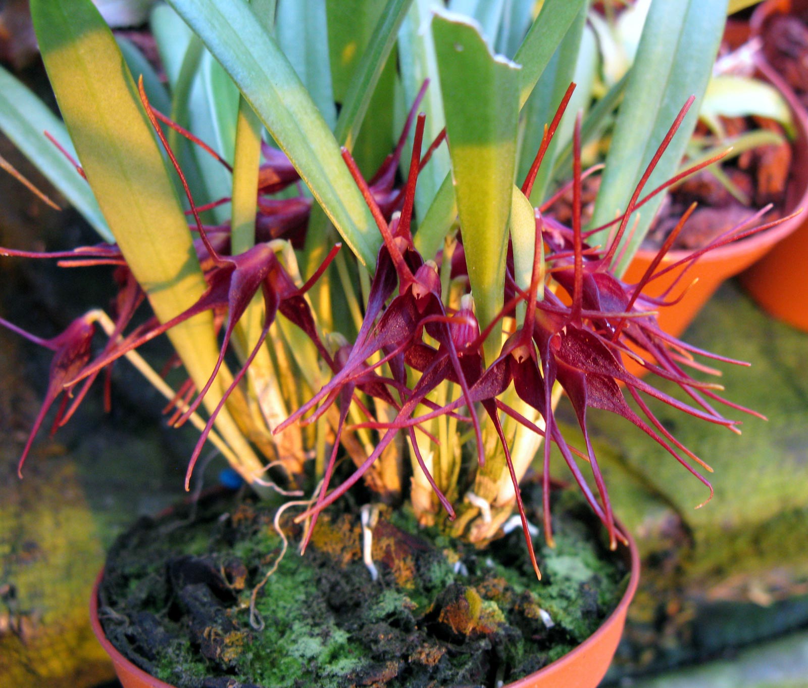 Masdevallia herradurae