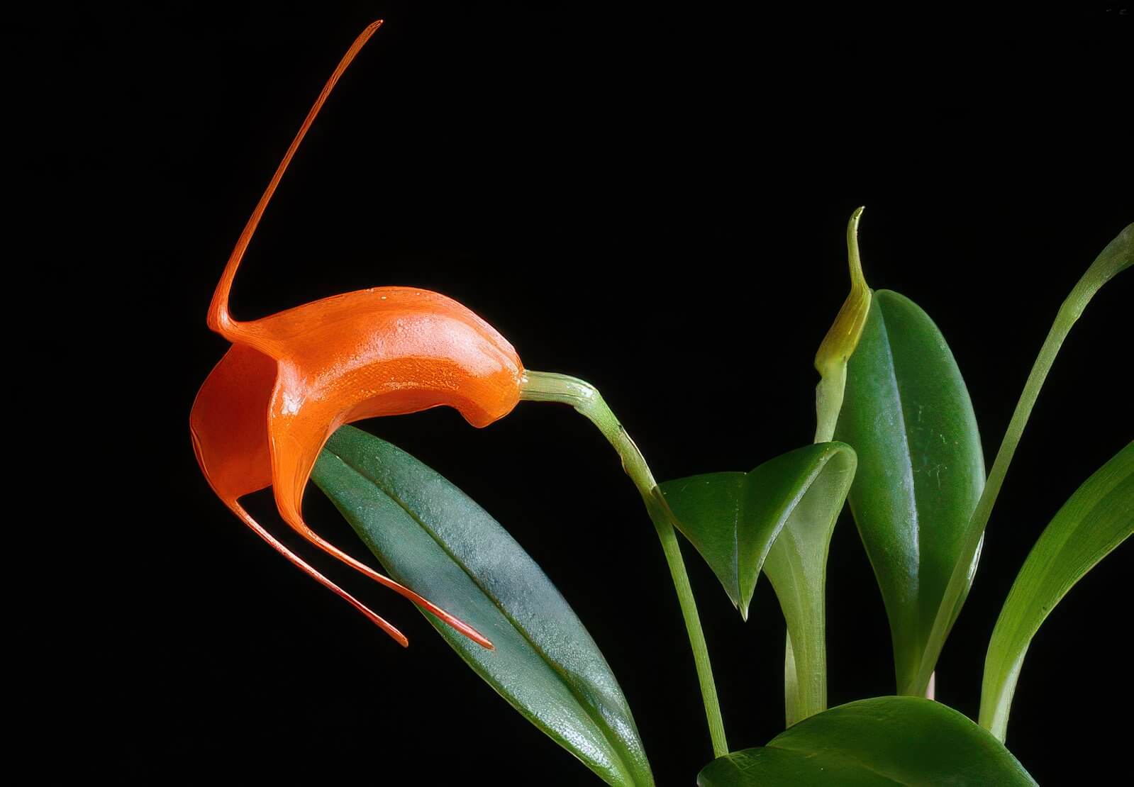 Masdevallia hirtzii