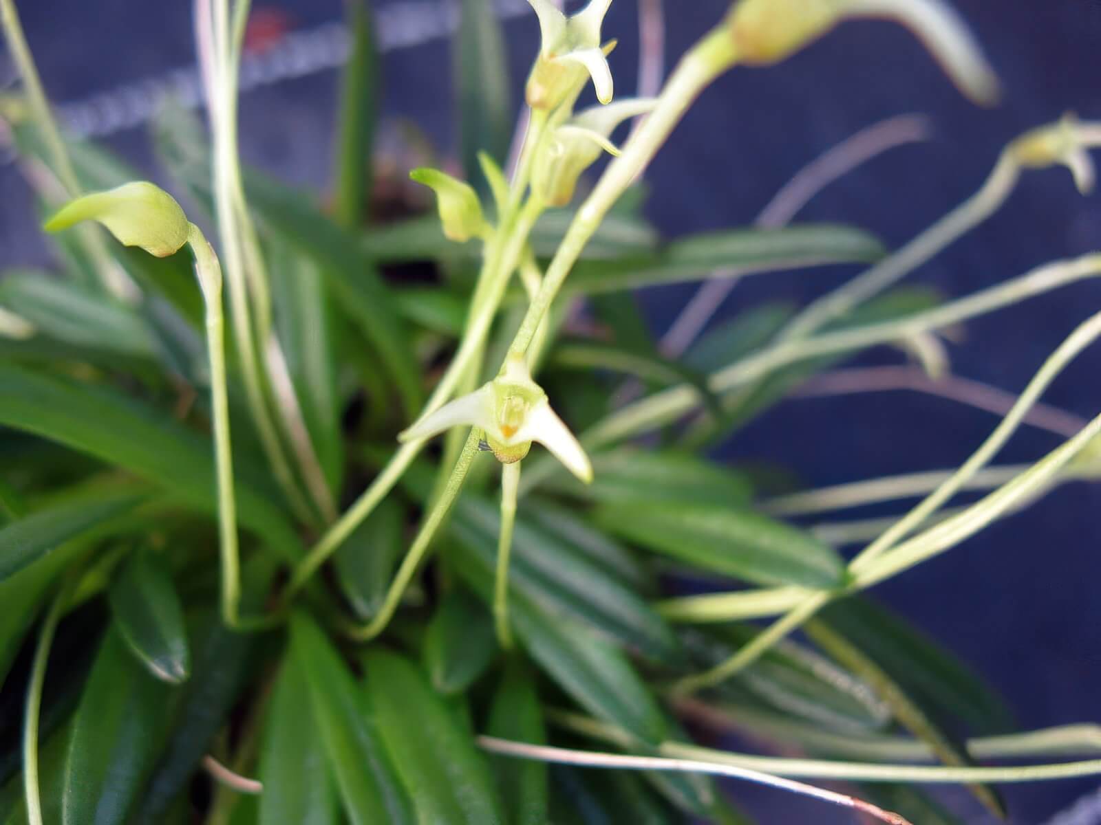 Masdevallia minuta