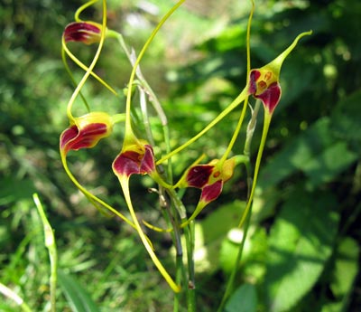 Masdevallia oreas