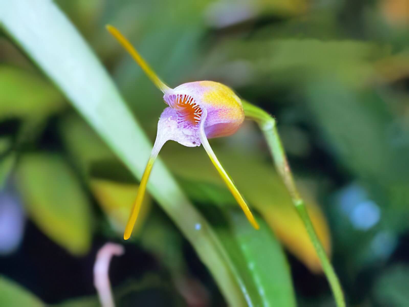 Masdevallia paivaeana