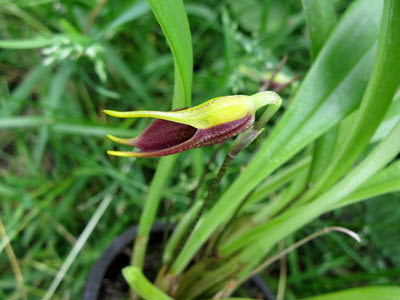 Masdevallia pyxis