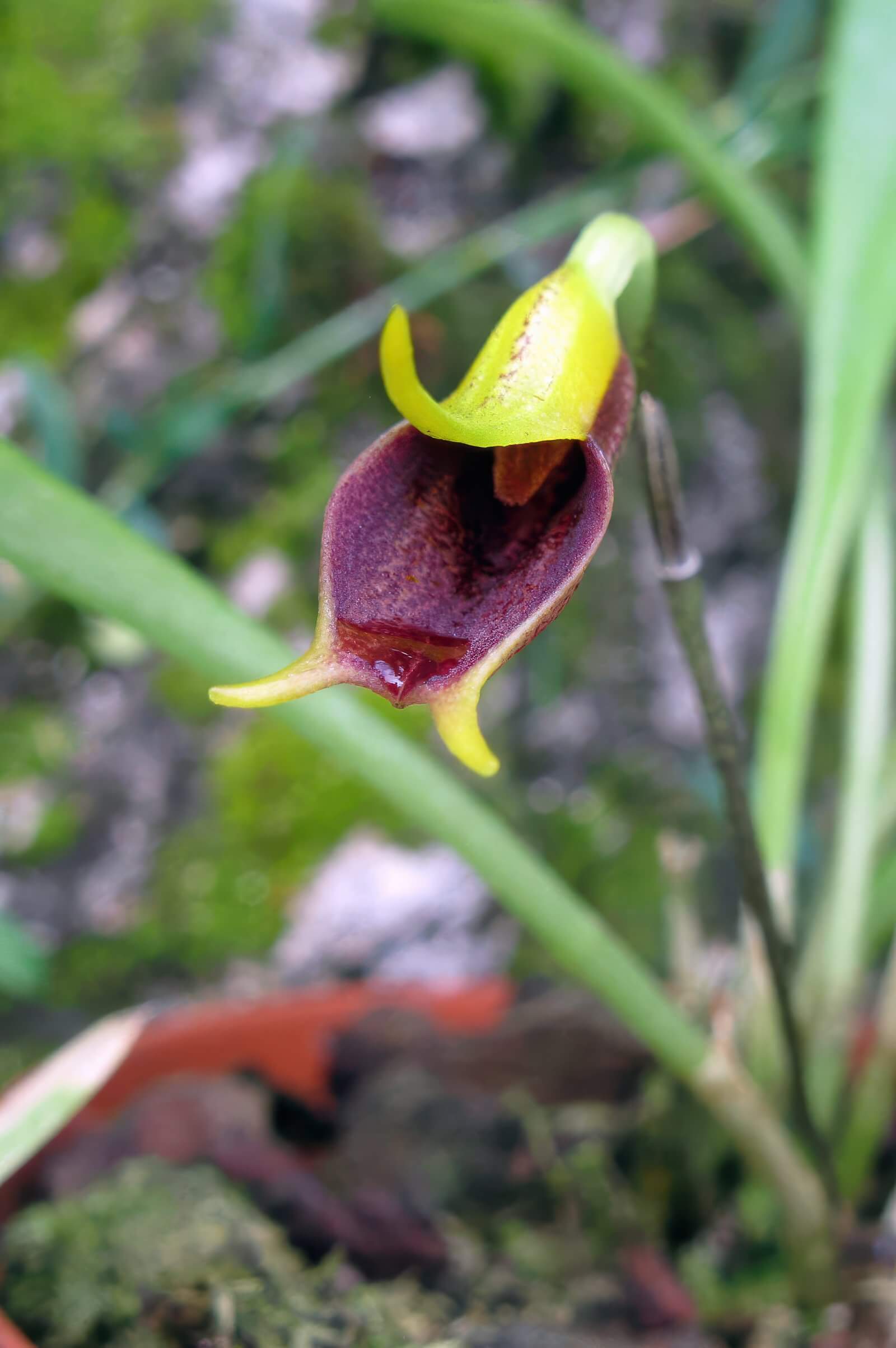 Masdevallia pyxis