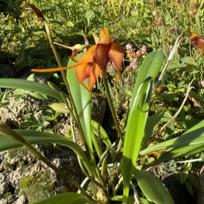 Masdevallia torta