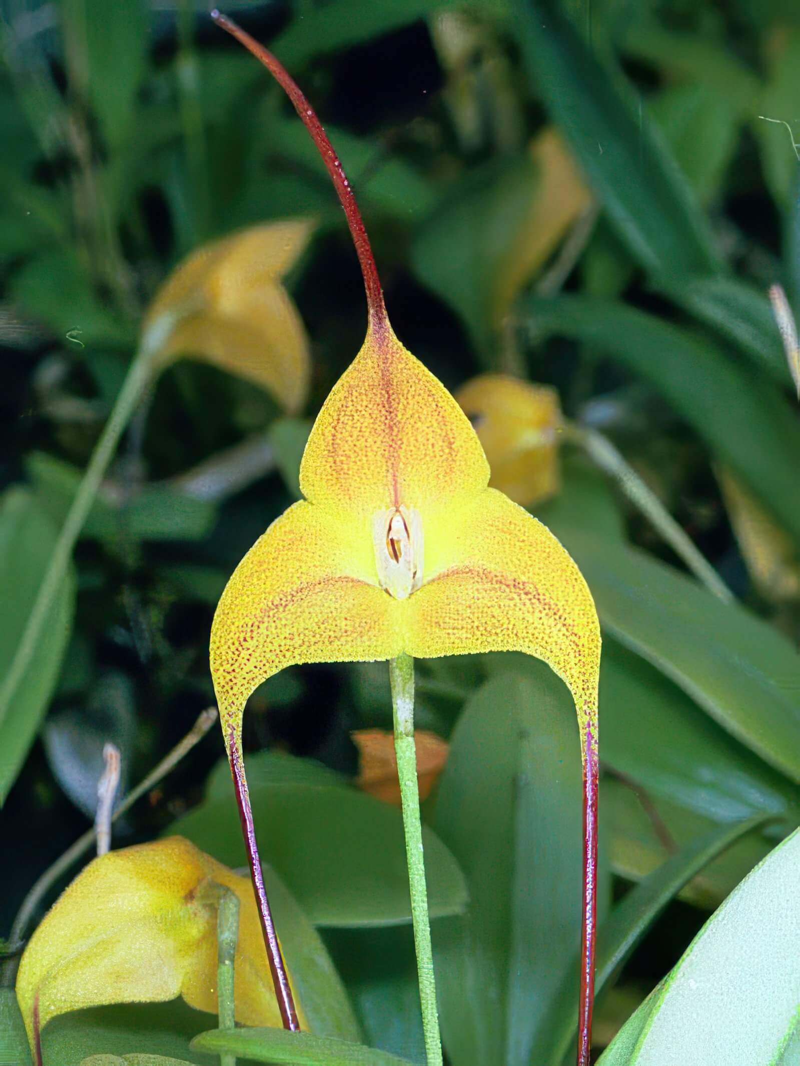 Masdevallia triangularis