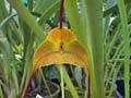 Masdevallia triangularis