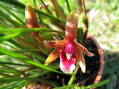 Maxillaria atrosanguinea