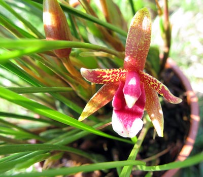 Maxillaria atrosanguinea