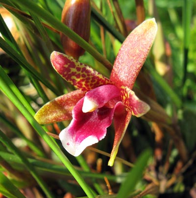 Maxillaria atrosanguinea