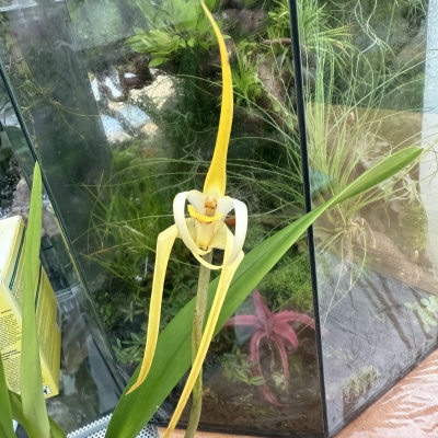 Maxillaria bradei