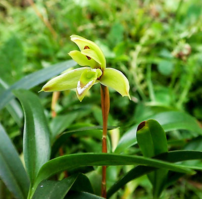 Maxillaria cerifera