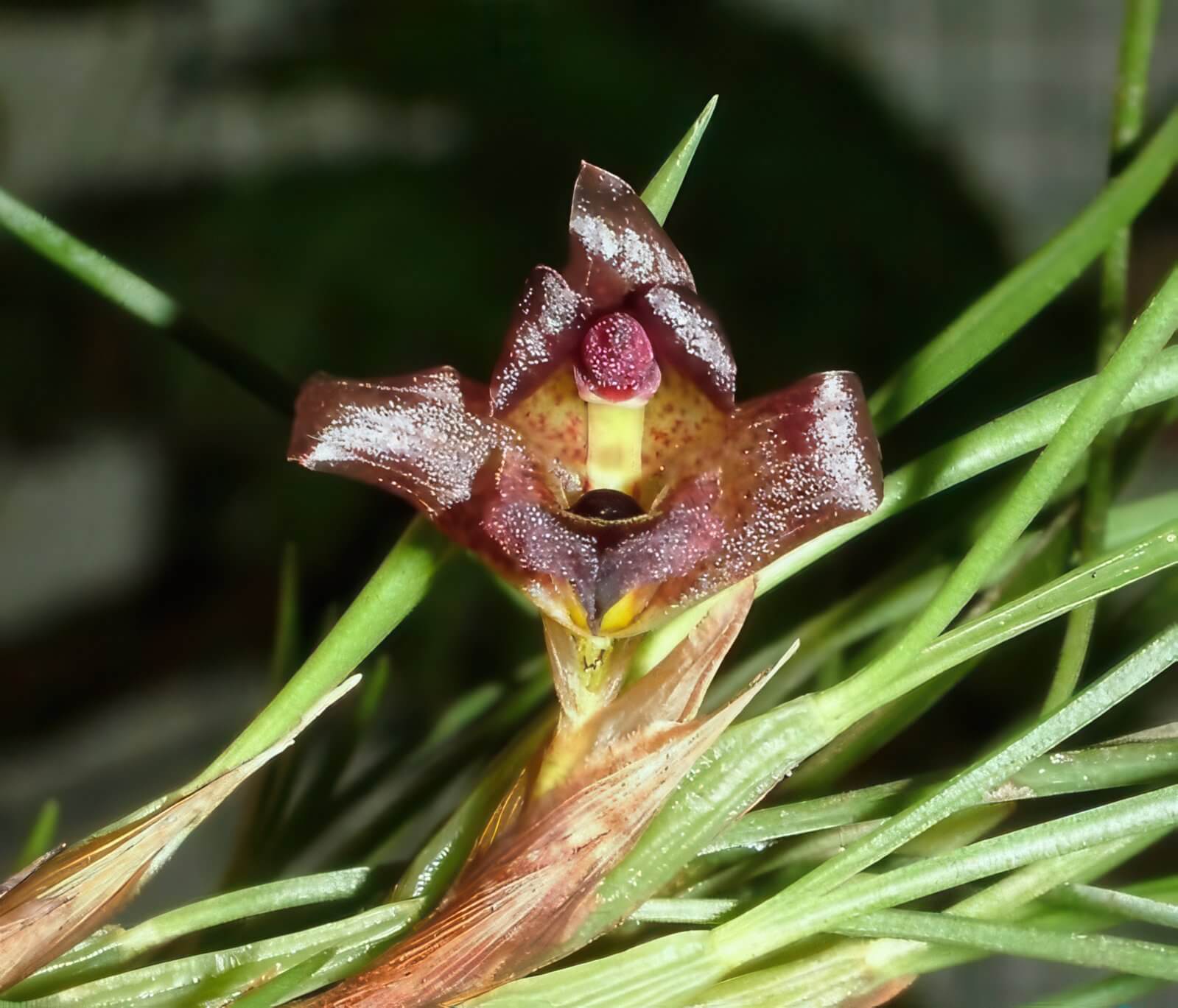 Maxillaria cogniauxiana