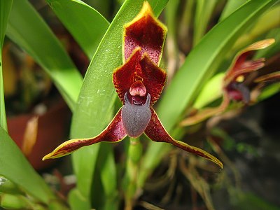 Maxillaria