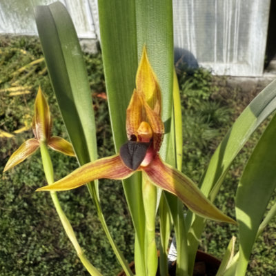 Maxillaria cucullata