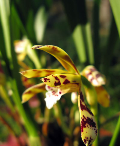 Maxillaria picta
