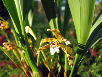Maxillaria picta