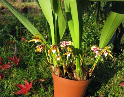 Maxillaria picta