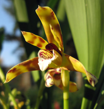 Maxillaria picta