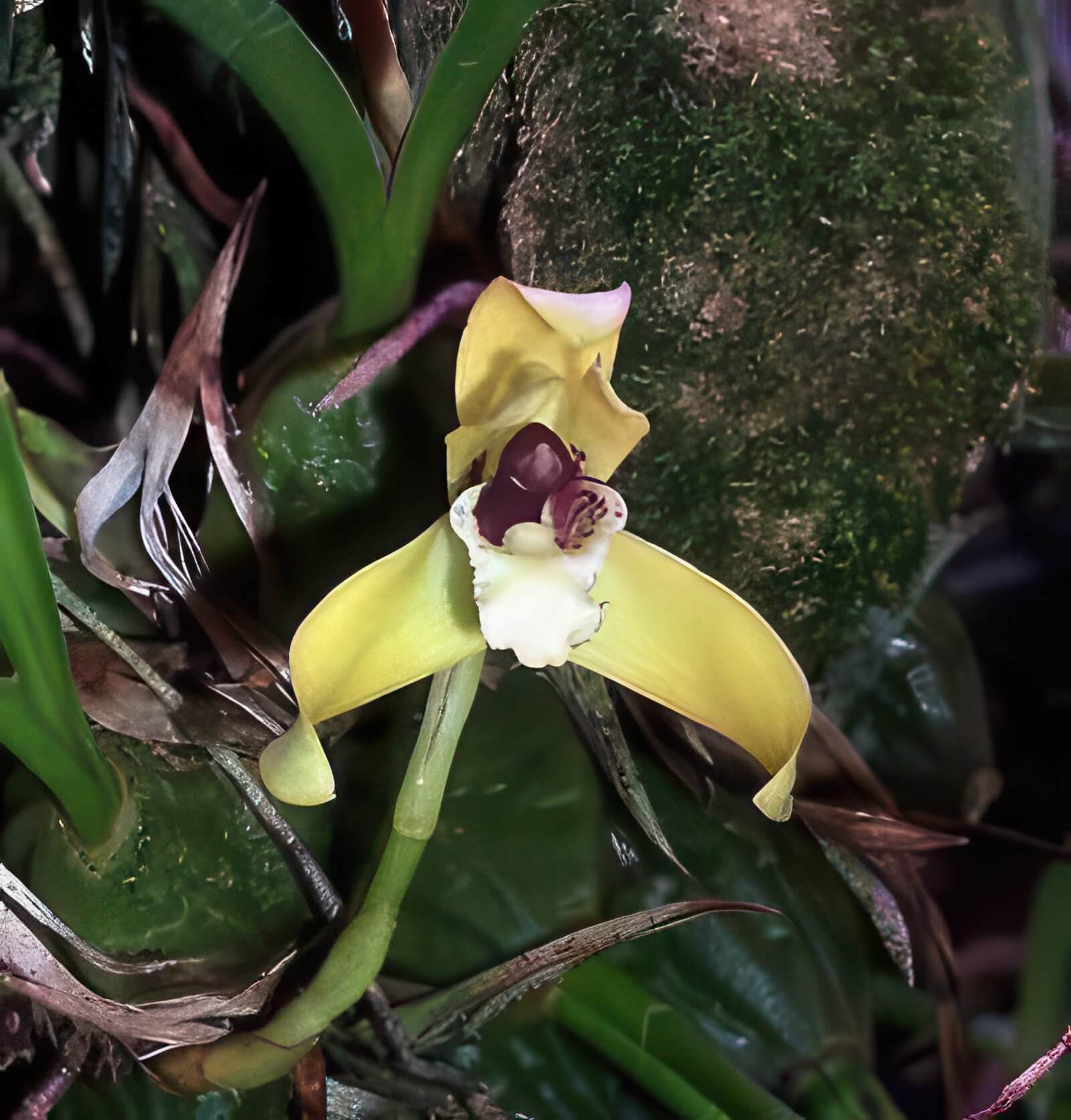 Maxillaria porphyrostele