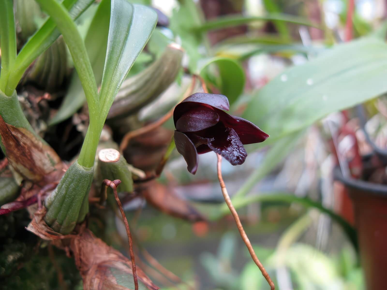 Maxillaria schunkeana