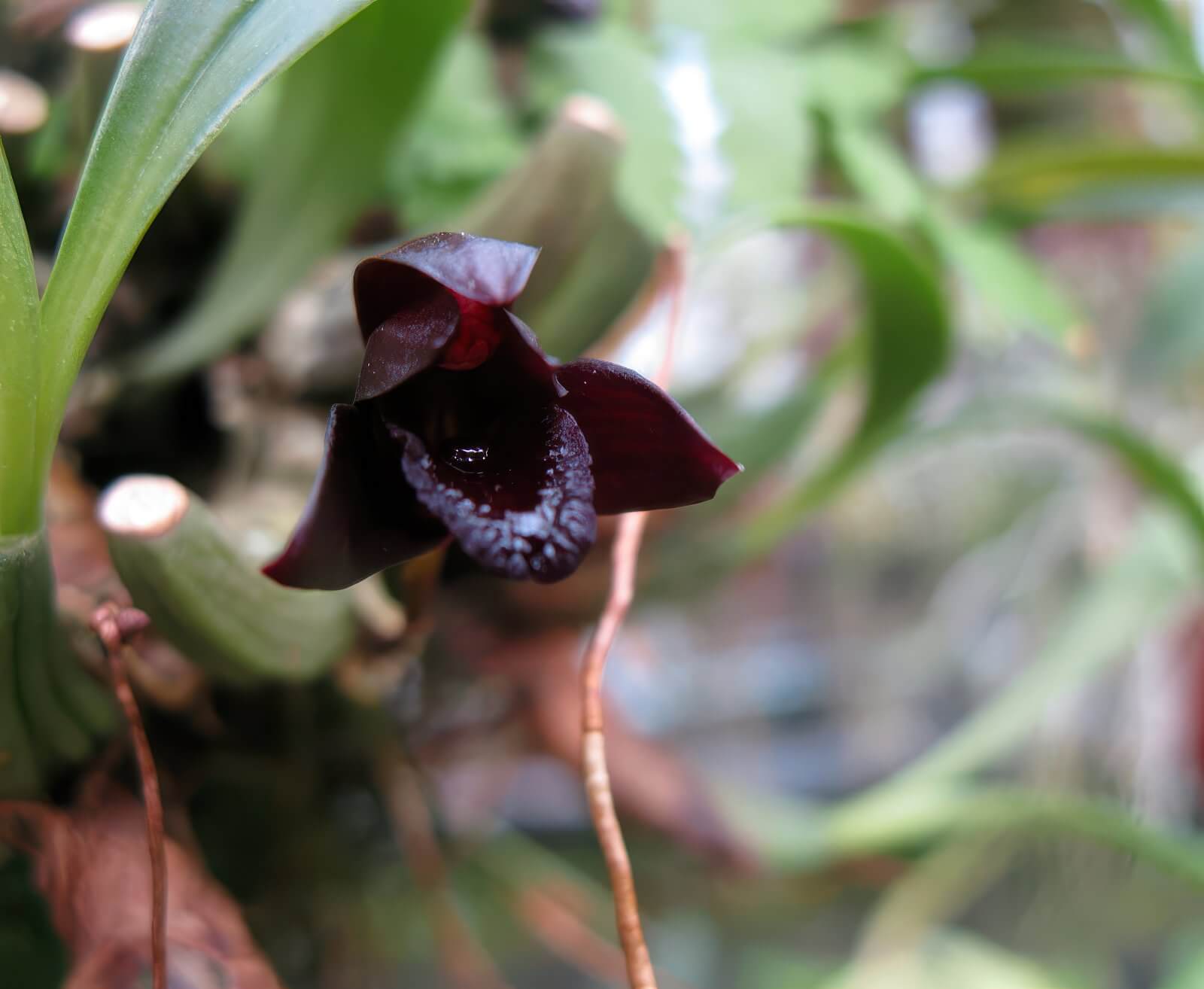 Maxillaria schunkeana