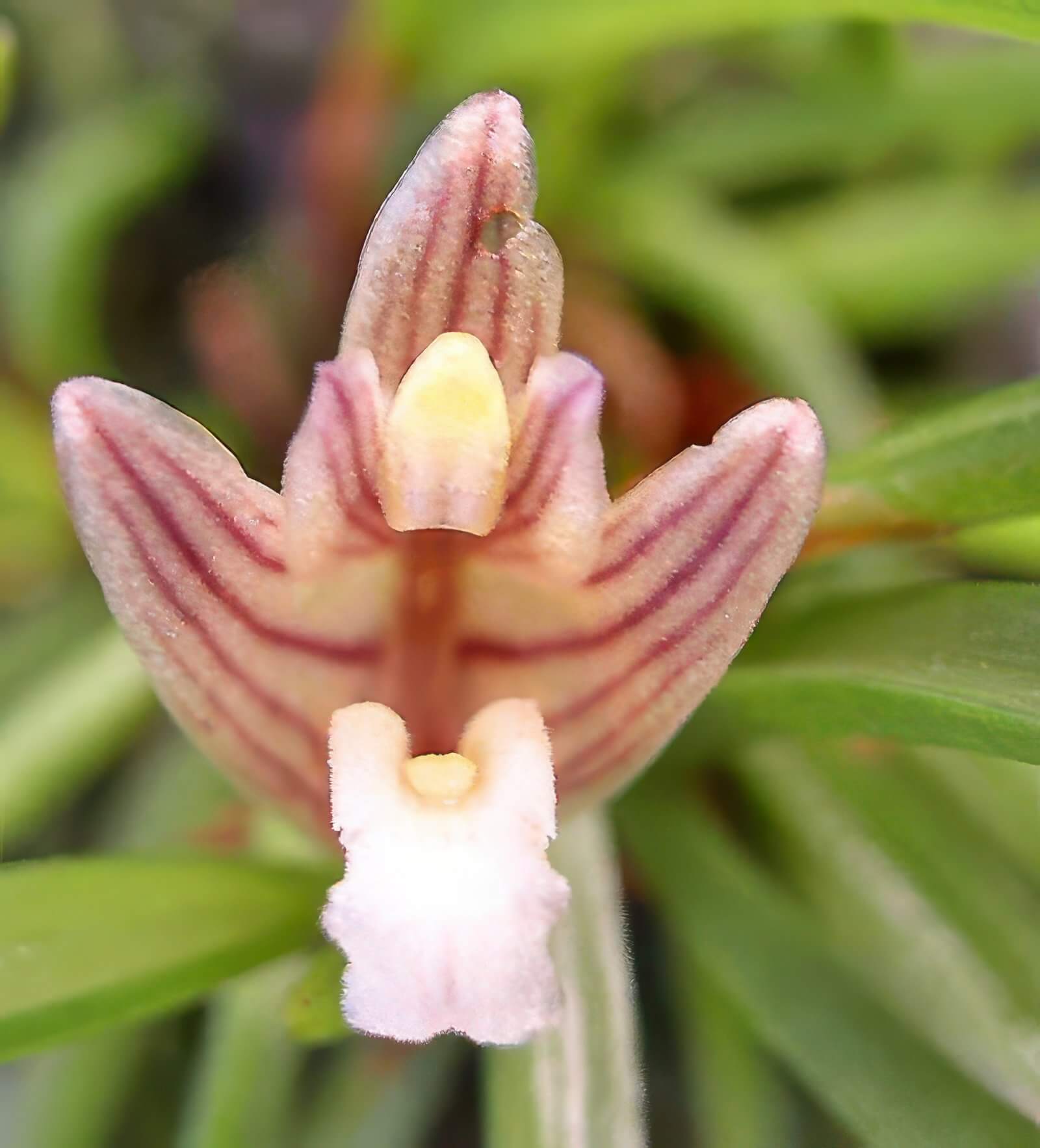 Maxillaria uncata