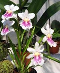 Miltonia phalaenopsis