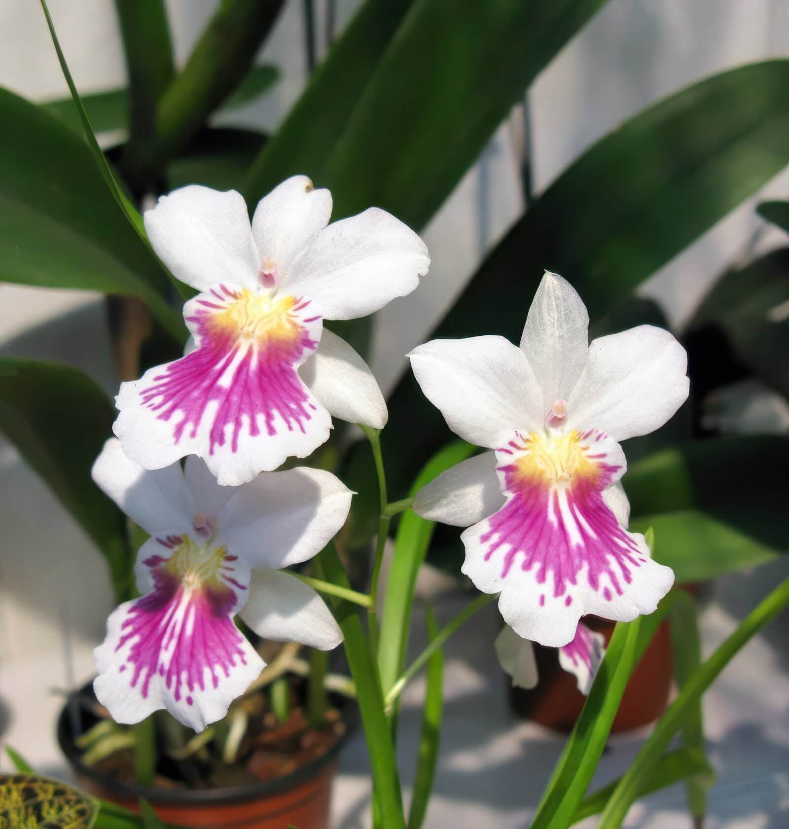 Miltonia phalaenopsis