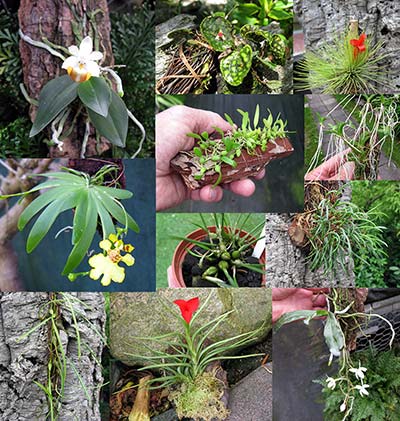 Miniaturorchideensortiment