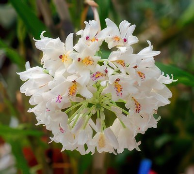 Neobenthamia gracilis