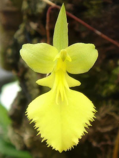 Oncidium calochilum
