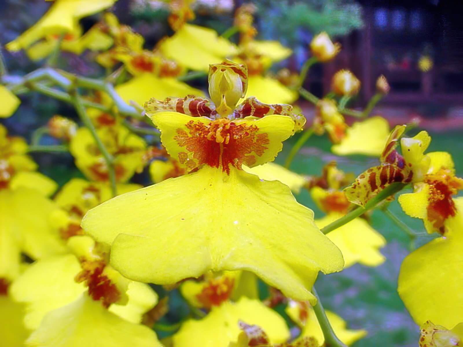 Oncidium flexuosum