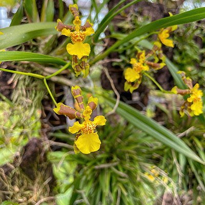 Oncidium longipes