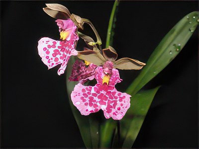 Oncidium mimeticum