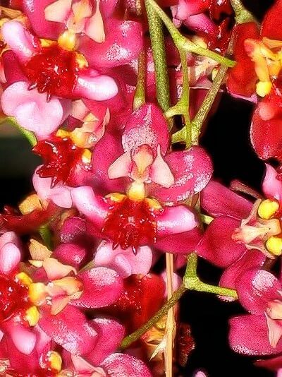 Oncidium Twinkle "Red Fantasy"