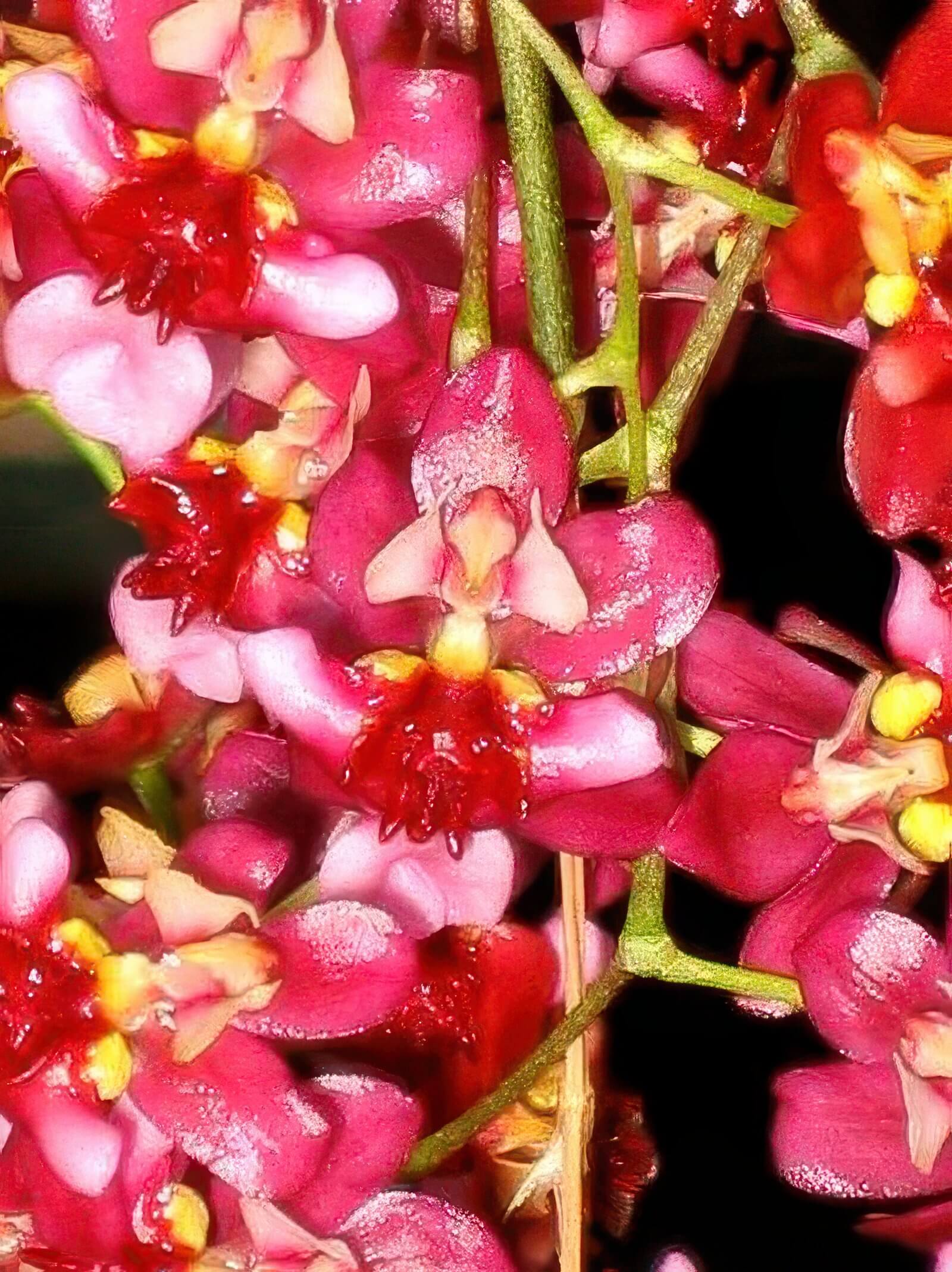 Oncidium Twinkle 'Red Fantasy'