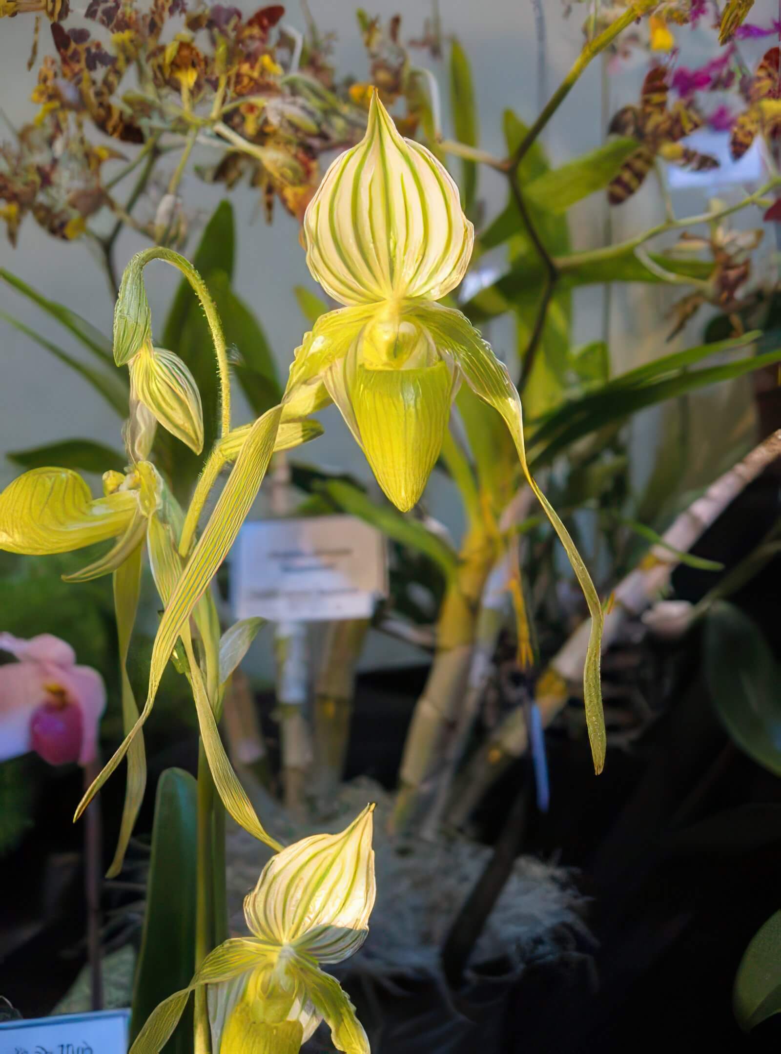 Paphiopedilum philippinense alba